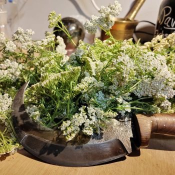 Fleurs et plantes réunies à l’atelier