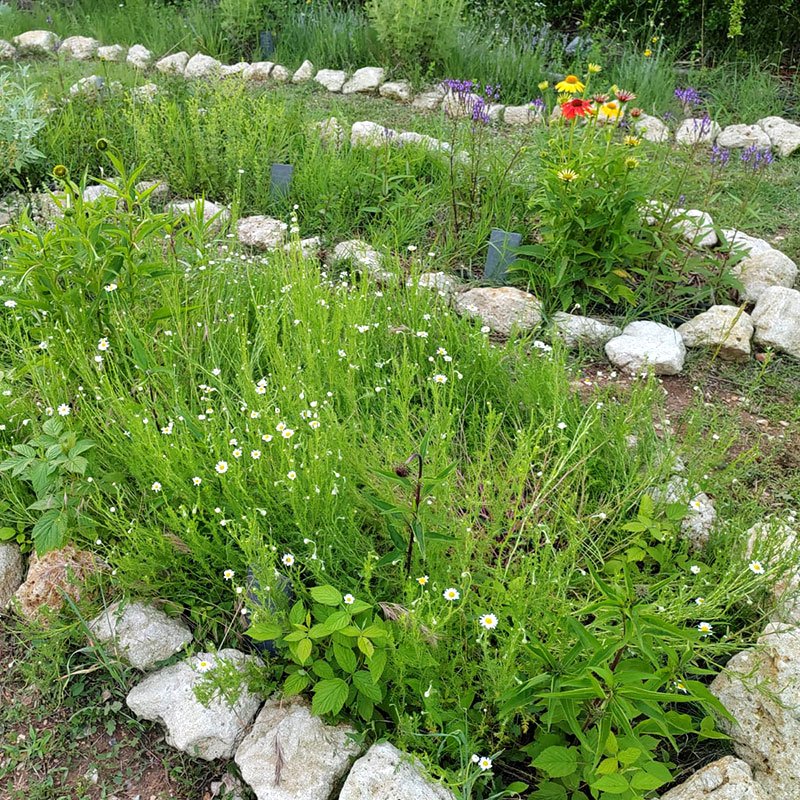 Un jardin de plantes médicinales