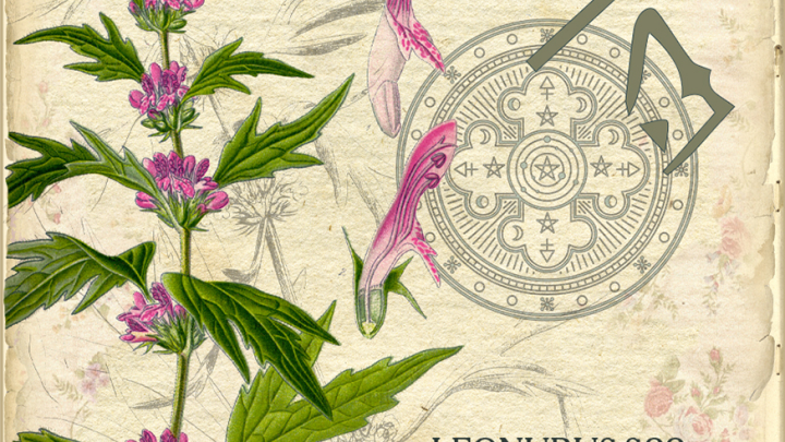 agripaume cardiaque teinture mère phytothérapie elixir alchimique
