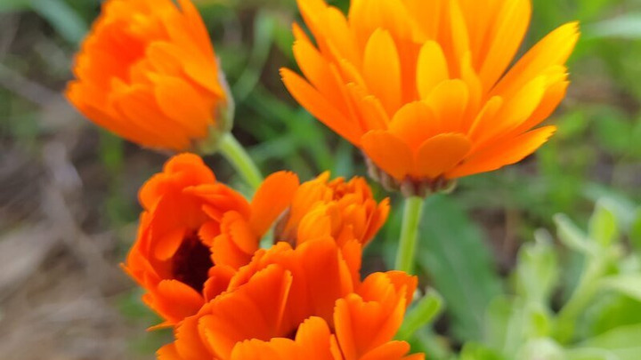 teinture mère miellée souci officinal calendula plante fraiche cicatrisante antiinflammatoire