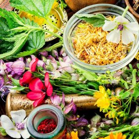 plantes-medicinales